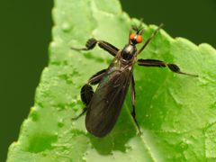 Rhamphomyia longicauda by (c) Katja Schulz, some rights reserved (CC BY). Used under a CC-BY license.