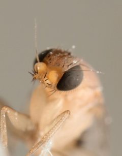 Phoridae by (c) Benjamin Burgunder, some rights reserved (CC BY), uploaded by Benjamin Burgunder. Used under a CC-BY license.
