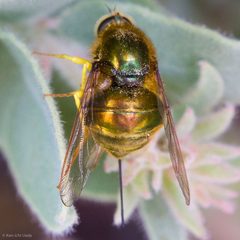 Eulonchus smaragdinus by (c) Ken-ichi Ueda, some rights reserved (CC BY), uploaded by Ken-ichi Ueda. Used under a CC-BY license.