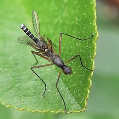 Micropeza corrigiolata by (c) Will Linnard, some rights reserved (CC BY), uploaded by Will Linnard. Used under a CC-BY license.