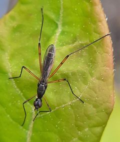Micropeza corrigiolata by (c) Will Linnard, some rights reserved (CC BY), uploaded by Will Linnard. Used under a CC-BY license.