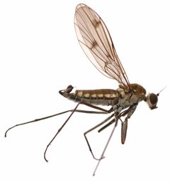 Clinocera binotata by no rights reserved, uploaded by Mike Palmer. Used under a CC0 license.