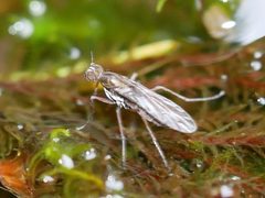 Clinocera lineata by (c) Toby, some rights reserved (CC BY), uploaded by Toby. Used under a CC-BY license.