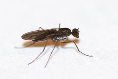 Clinocera lineata by (c) Owen Strickland, some rights reserved (CC BY), uploaded by Owen Strickland. Used under a CC-BY license.