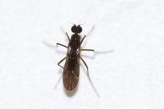 Clinocera lineata by (c) Owen Strickland, some rights reserved (CC BY), uploaded by Owen Strickland. Used under a CC-BY license.