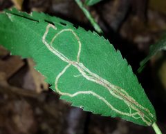 Ophiomyia maura by (c) Even Dankowicz, some rights reserved (CC BY), uploaded by Even Dankowicz. Used under a CC-BY license.