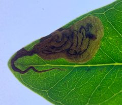 Liriomyza avicenniae by (c) Thomas Irvine, some rights reserved (CC BY), uploaded by Thomas Irvine. Used under a CC-BY license.