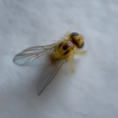 Liriomyza avicenniae by (c) Thomas Irvine, some rights reserved (CC BY), uploaded by Thomas Irvine. Used under a CC-BY license.