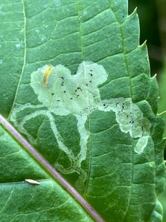 Phytoliriomyza melampyga by (c) B. Phalan, some rights reserved (CC BY), uploaded by B. Phalan. Used under a CC-BY license.