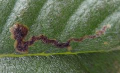 Phytomyza eriodictyi by (c) Millie Basden, some rights reserved (CC BY), uploaded by Millie Basden. Used under a CC-BY license.