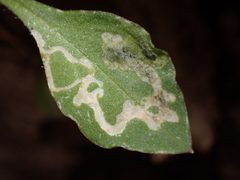 Pegomya bicolor by (c) Evan M. Raskin, some rights reserved (CC BY), uploaded by Evan M. Raskin. Used under a CC-BY license.