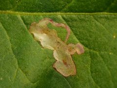 Pegomya bicolor by (c) Alexis Tinker-Tsavalas, some rights reserved (CC BY), uploaded by Alexis Tinker-Tsavalas. Used under a CC-BY license.