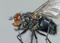 Calliphora vicina by (c) Steve Kerr, some rights reserved (CC BY), uploaded by Steve Kerr. Used under a CC-BY license.