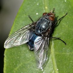 Calliphora vicina by (c) Katja Schulz, some rights reserved (CC BY). Used under a CC-BY license.