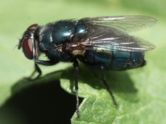 Chrysomyinae by (c) Andrew Meeds, some rights reserved (CC BY), uploaded by Andrew Meeds. Used under a CC-BY license.