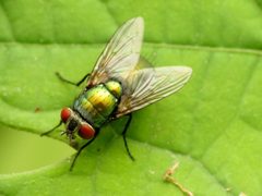 Lucilia sericata by (c) Katja Schulz, some rights reserved (CC BY), uploaded by Katja Schulz. Used under a CC-BY license.
