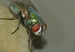 Lucilia sericata by (c) Steve Kerr, some rights reserved (CC BY), uploaded by Steve Kerr. Used under a CC-BY license.