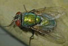 Lucilia sericata by (c) Steve Kerr, some rights reserved (CC BY), uploaded by Steve Kerr. Used under a CC-BY license.
