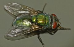 Lucilia sericata by (c) Steve Kerr, some rights reserved (CC BY), uploaded by Steve Kerr. Used under a CC-BY license.