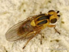 Chlorops by (c) Miroslav Deml, some rights reserved (CC BY). Used under a CC-BY license.