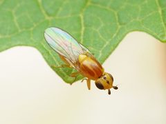 Chlorops palpalis by (c) Katja Schulz, some rights reserved (CC BY), uploaded by Katja Schulz. Used under a CC-BY license.