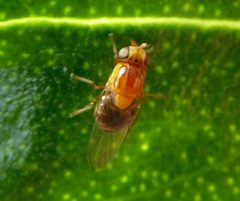 Thaumatomyia rubida by (c) Rudyard, some rights reserved (CC BY), uploaded by Rudyard. Used under a CC-BY license.
