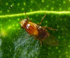 Thaumatomyia rubida by (c) Rudyard, some rights reserved (CC BY), uploaded by Rudyard. Used under a CC-BY license.