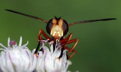 Physoconops fronto by (c) Catherine C. Galley, some rights reserved (CC BY), uploaded by Catherine C. Galley. Used under a CC-BY license.