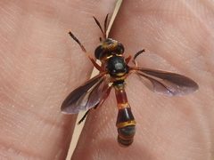Physoconops gracilis by (c) Sam Kieschnick, some rights reserved (CC BY), uploaded by Sam Kieschnick. Used under a CC-BY license.