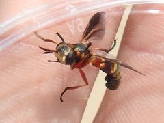 Physoconops gracilis by (c) Sam Kieschnick, some rights reserved (CC BY), uploaded by Sam Kieschnick. Used under a CC-BY license.