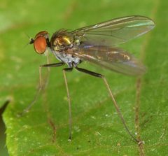 Chrysotus spectabilis by (c) skitterbug, some rights reserved (CC BY), uploaded by skitterbug. Used under a CC-BY license.