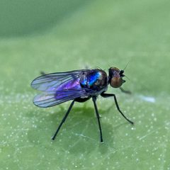 Chrysotus bellus by (c) Bill Keim, some rights reserved (CC BY). Used under a CC-BY license.