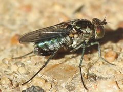 Tachytrechus angustipennis by (c) Sam Kieschnick, some rights reserved (CC BY), uploaded by Sam Kieschnick. Used under a CC-BY license.