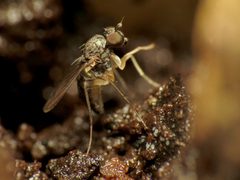 Systenus albimanus by (c) Katja Schulz, some rights reserved (CC BY). Used under a CC-BY license.