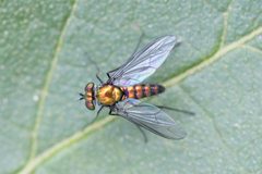 Condylostylus longicornis by no rights reserved, uploaded by Frank Thomas Sautter. Used under a CC0 license.