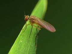 Sympycnus lineatus by (c) Katja Schulz, some rights reserved (CC BY), uploaded by Katja Schulz. Used under a CC-BY license.