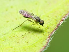 Sympycnus lineatus by (c) Katja Schulz, some rights reserved (CC BY), uploaded by Katja Schulz. Used under a CC-BY license.