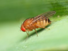 Drosophila by (c) Katja Schulz, some rights reserved (CC BY), uploaded by Katja Schulz. Used under a CC-BY license.