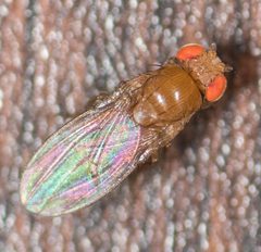 Drosophila by no rights reserved, uploaded by Jesse Rorabaugh. Used under a CC0 license.