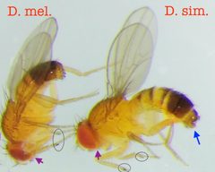 Drosophila melanogaster by (c) carnifex, some rights reserved (CC BY), uploaded by carnifex. Used under a CC-BY license.