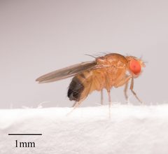 Drosophila melanogaster by no rights reserved, uploaded by Jesse Rorabaugh. Used under a CC0 license.