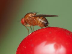 Drosophila melanogaster by (c) Katja Schulz, some rights reserved (CC BY), uploaded by Katja Schulz. Used under a CC-BY license.