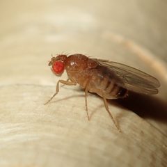 Drosophila melanogaster by (c) Alexis Tinker-Tsavalas, some rights reserved (CC BY), uploaded by Alexis Tinker-Tsavalas. Used under a CC-BY license.