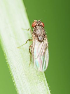 Drosophila repleta by (c) Katja Schulz, some rights reserved (CC BY), uploaded by Katja Schulz. Used under a CC-BY license.