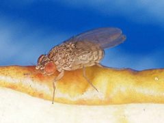 Drosophila repleta by (c) Michael Knapp, some rights reserved (CC BY), uploaded by Michael Knapp. Used under a CC-BY license.
