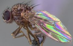 Drosophila repleta by (c) Emmett Collins-Sussman, some rights reserved (CC BY), uploaded by Emmett Collins-Sussman. Used under a CC-BY license.