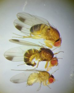 Drosophila suzukii by (c) carnifex, some rights reserved (CC BY), uploaded by carnifex. Used under a CC-BY license.