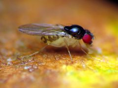 Mycodrosophila by (c) Katja Schulz, some rights reserved (CC BY), uploaded by Katja Schulz. Used under a CC-BY license.
