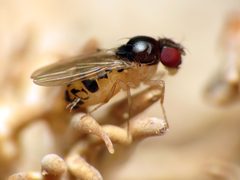 Mycodrosophila by (c) Katja Schulz, some rights reserved (CC BY). Used under a CC-BY license.