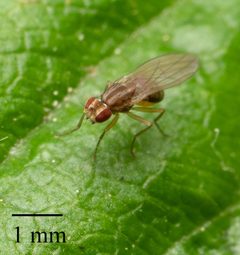 Scaptomyza paravittata by no rights reserved, uploaded by Jesse Rorabaugh. Used under a CC0 license.